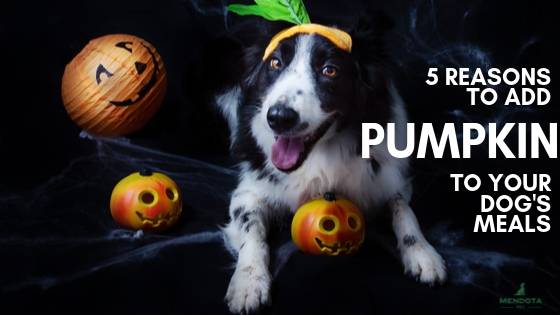 Pumpkin for Dogs: 5 Ways Pumpkin May Help Pets Stay Healthy