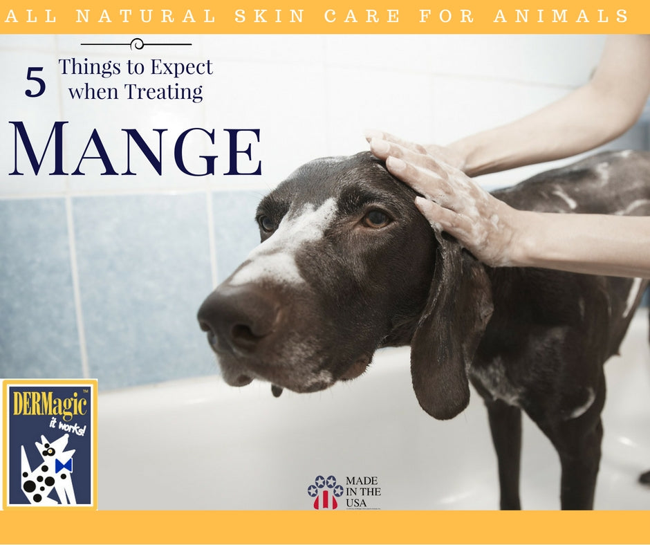 5 Things to Expect when Treating Mange