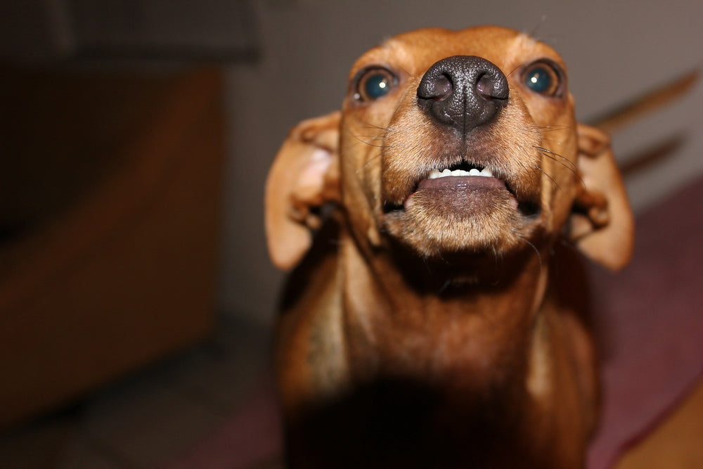 Understanding Small Dog Syndrome