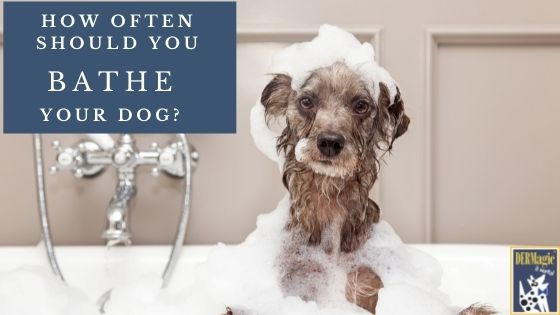 How Often You Should Bathe Your Dog