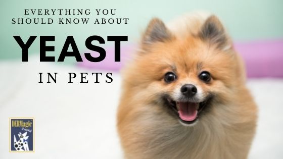 All About Yeast in Pets