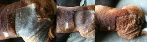 Gunner's Butt Grows New Fur! Gunner Lost Hair and Skin Went Black After Surgery