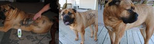 Is your dog losing hair? Skin turning black? Gus's Story