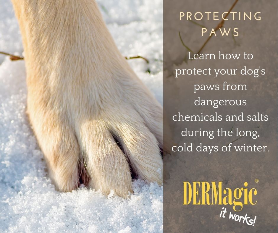 Protecting Your Pet's Paws During Winter
