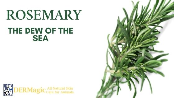 Rosemary, Dew of the Sea