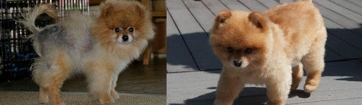 Dog allergies? Or yeast infection; Striker the Pom Story (Black Skin Disease)