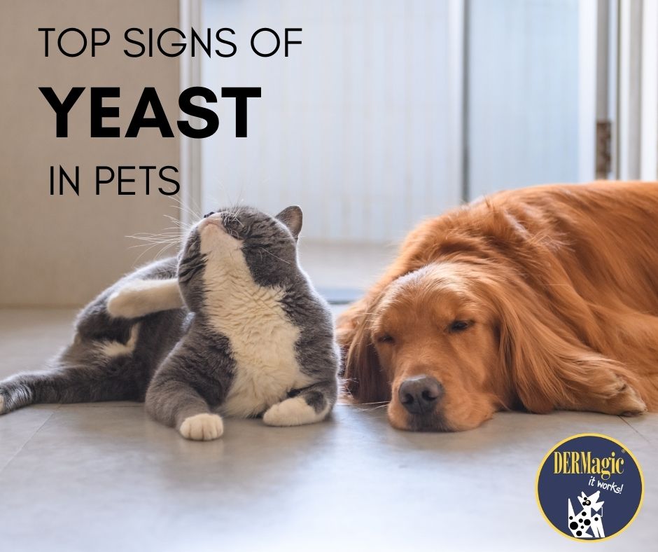Top Signs of Yeast in Dogs