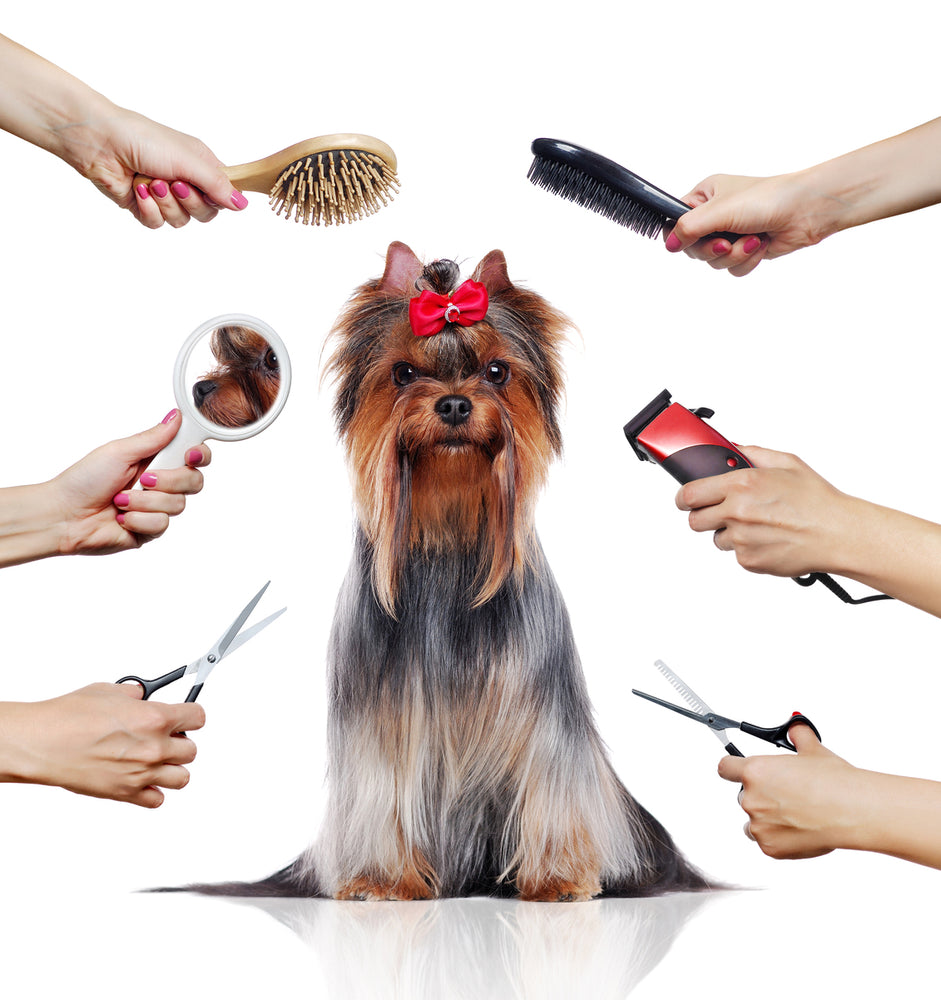 5 Ways Shaving Your Dog Causes a Lifetime of Problems