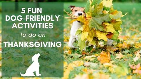 5 Fun Activities to do with Dogs on Thanksgiving