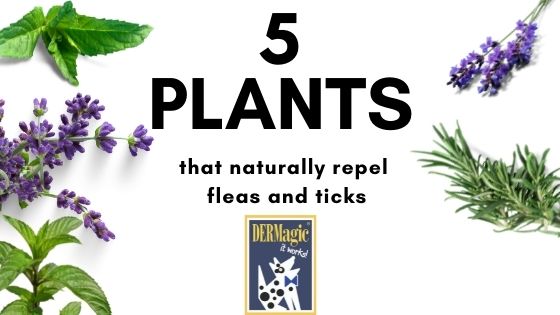 5 Plants that Naturally Repel Fleas and Ticks