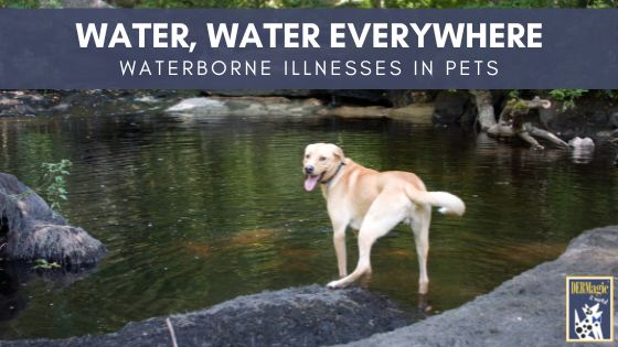 Waterborne Illnesses in Dogs