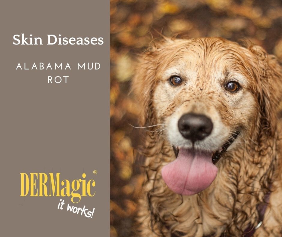Skin Disease in Dogs: Alabama Mud Rot