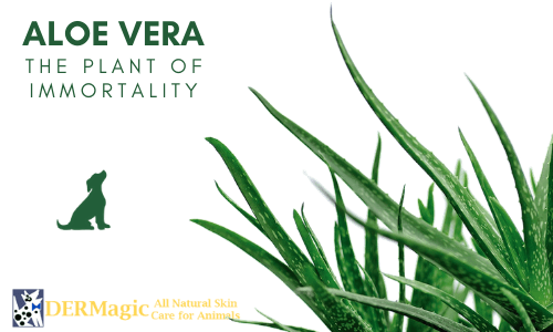 Aloe Vera: The Plant of Immortality