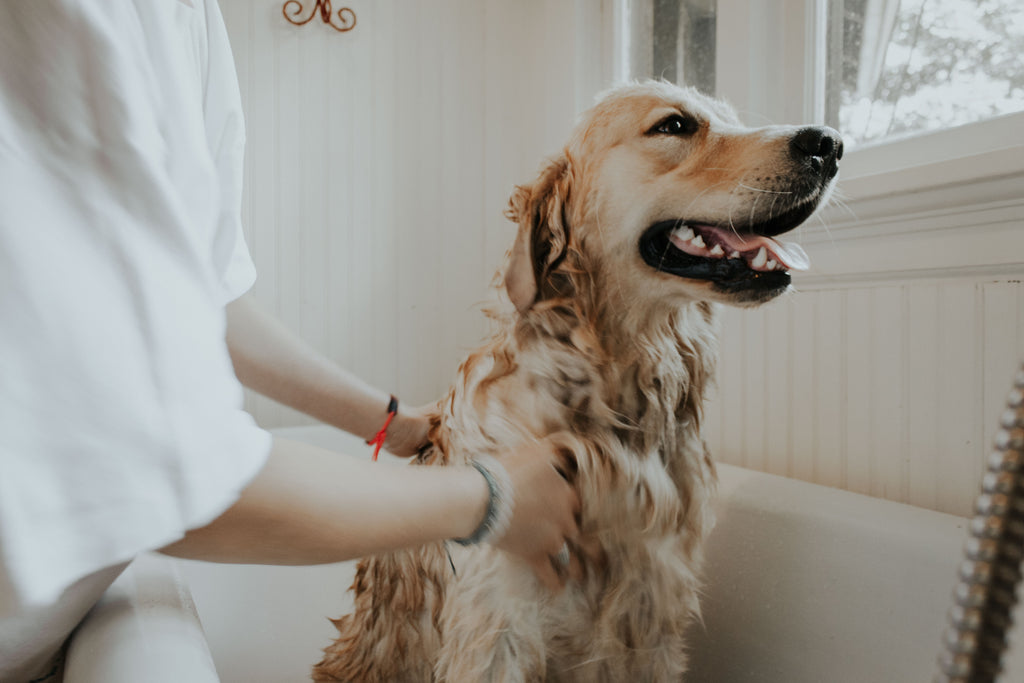 3 Dangerous Chemical Groups That Could be Hiding Out in Your Dog Shampoo