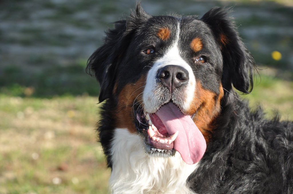 Ten of the Largest Dog Breeds
