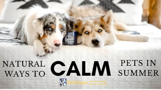 Natural Ways to Calm Pets During Summer