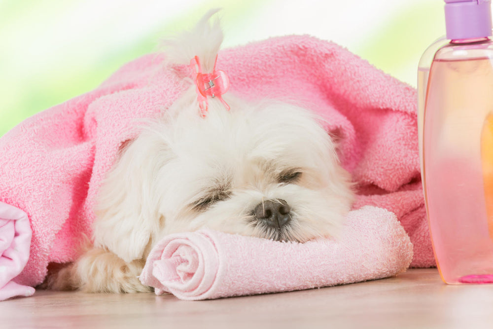 Treating your dog to a spa day using DERMagic!