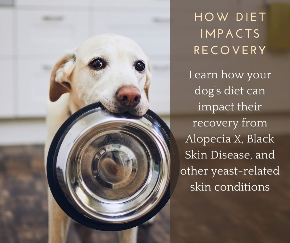 How Diet Impacts Your Dog’s Recovery from Alopecia X and BSD