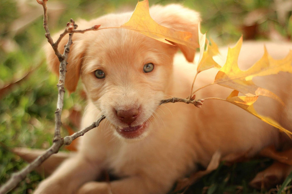 Fantastic Fall Activities To Do with your Dog