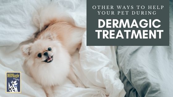 Other Ways to Help Your Pet During DERMagic Treatment