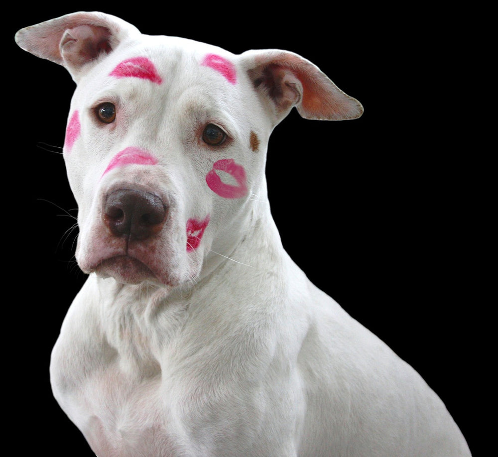 Eight Valentine's Day Ideas to Show Your Love For Your Dog