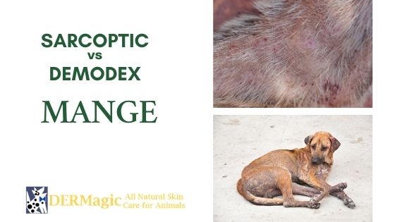 The Difference Between Sarcoptic Mange and Demodex Mange