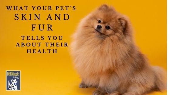 What Your Pet’s Skin and Fur Tells You About Health