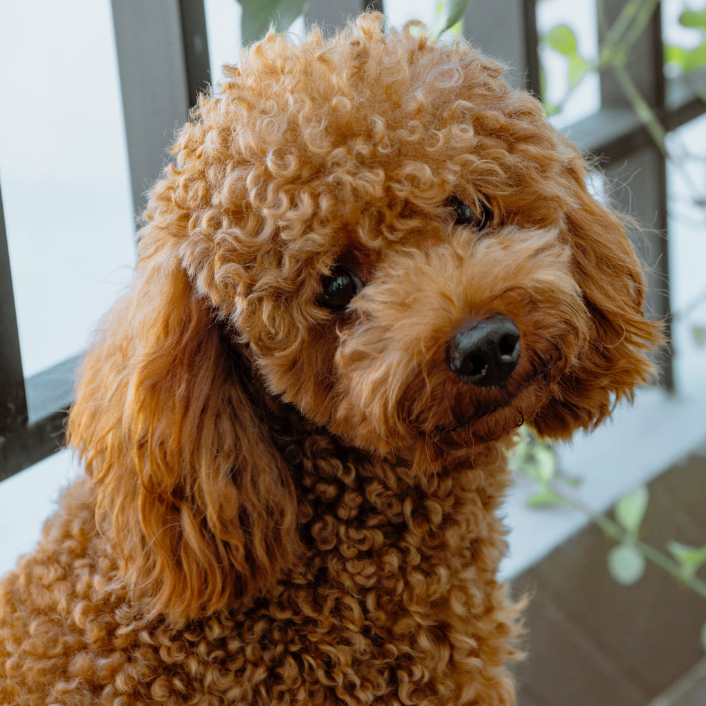 What Makes a Dog Hypoallergenic?