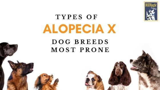 The Types of Alopecia X and Breeds that Experience it